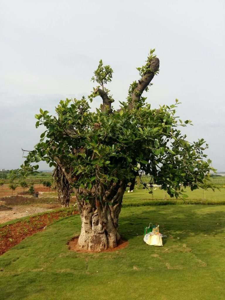 img-20170215-wa0067-768x1024